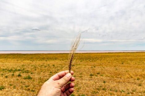 Накормим планету: российские аграрии представили свою продукцию за рубежом