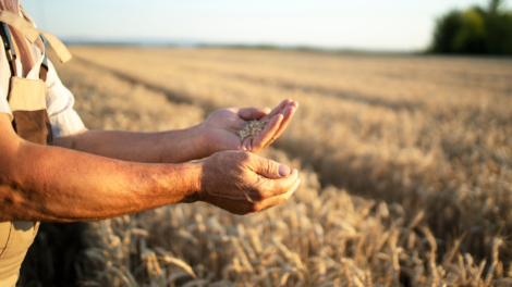 ЕС ввёл запретительные пошлины на ввоз зерна из РФ и Белоруссии