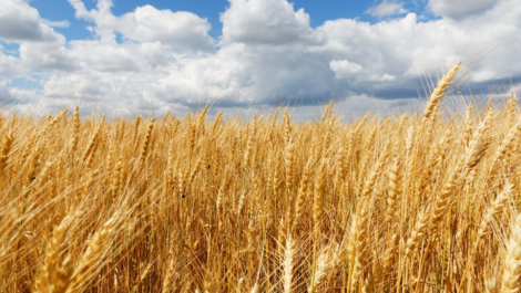 Песков: предпосылок для продления зерновой сделки нет
