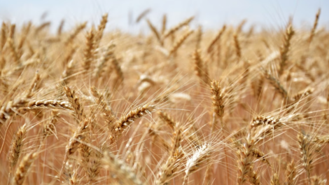 Российские аграрии собрали полтора миллиона тонн зерна