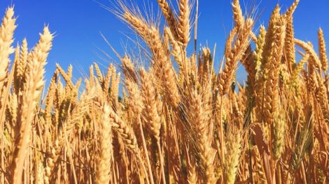 Пшеница вновь показала рост с июля 2023 года