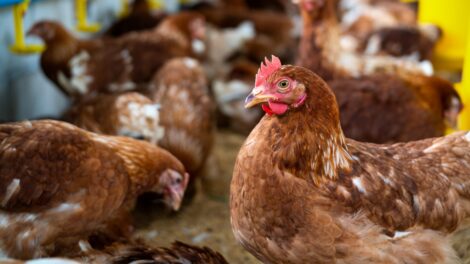 ФАС направила запросы трем производителям мяса курицы