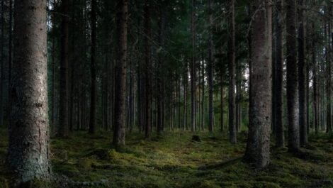 Инвестиции в лесную промышленность России упали