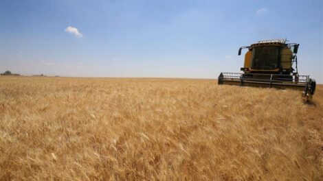 Турция приостановит импорт пшеницы из России