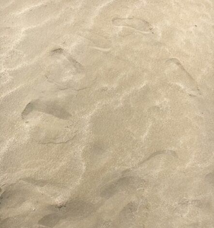 Чарынакская пустыня — оазис песков среди степей