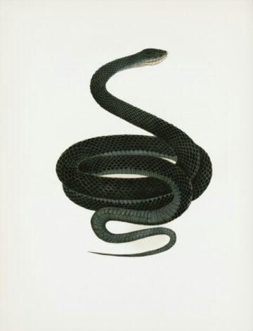 Пермский Змей — Хранитель Уральских Легенд